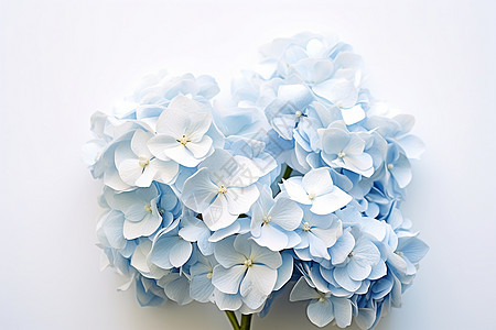 淡蓝花束图片