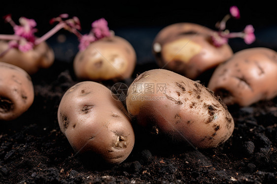 花园里面生长的土豆图片