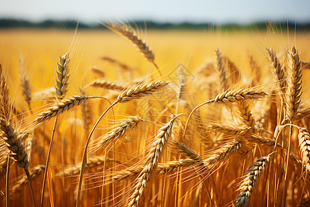 田地里面成熟的金黄麦子背景图片