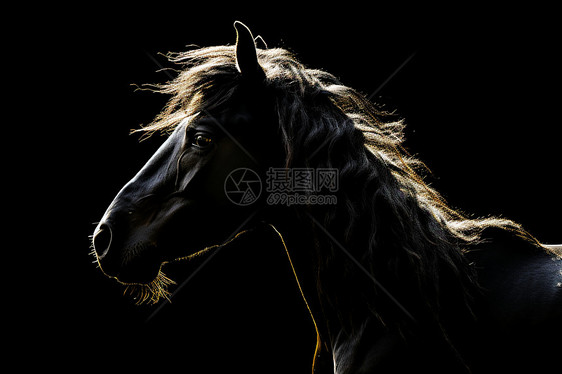 黑色背景下一匹长发飘逸的马低图片