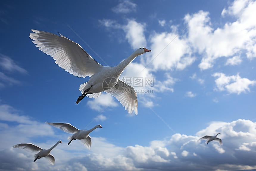 鸟群飞翔在蓝天中图片