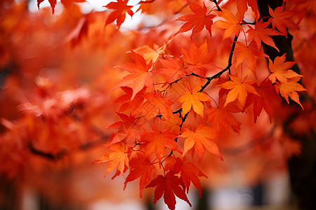 秋天的红色枫树背景图片
