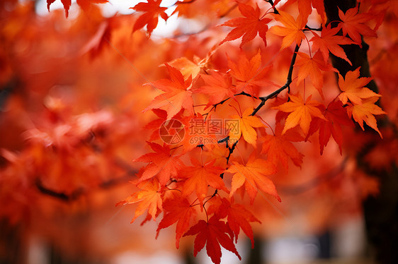 秋天的红色枫树图片