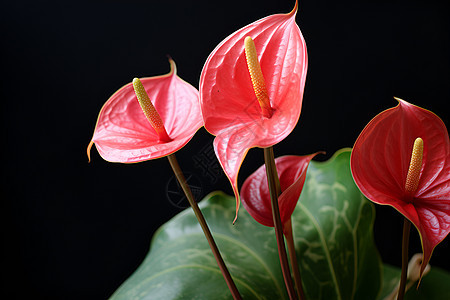 热带鲜花红掌图片