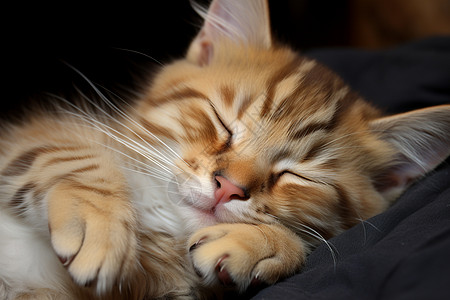 睡梦中的小猫咪背景图片