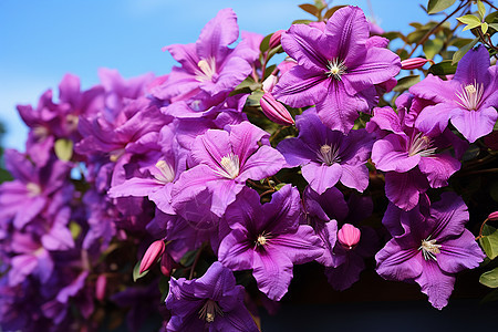 花园里的紫色花丛图片