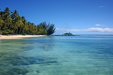 热带海滩上的椰林背景图片
