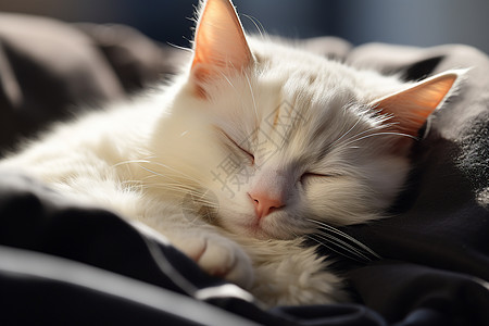 白猫睡在黑色毯子上图片