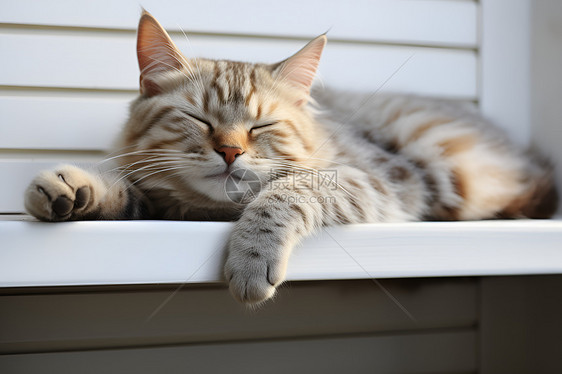 瞌睡窗前的小猫图片