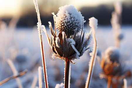 覆雪的杂草背景图片