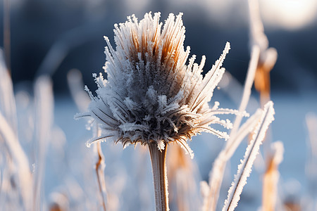 荒野里覆雪的杂草背景图片