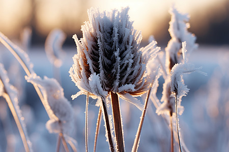 冰雪覆盖的杂草背景图片