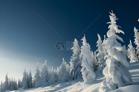 美丽的冬季丛林景观图片