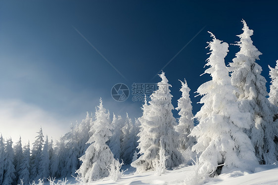 白雪皑皑的丛林景观图片