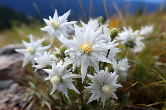 美丽绽放的雪绒花花朵图片