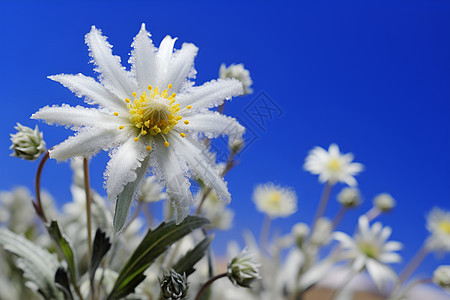 山谷中绽放的雪绒花图片