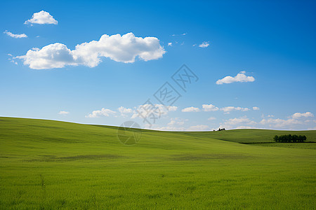 绿意盎然的大草原景观图片