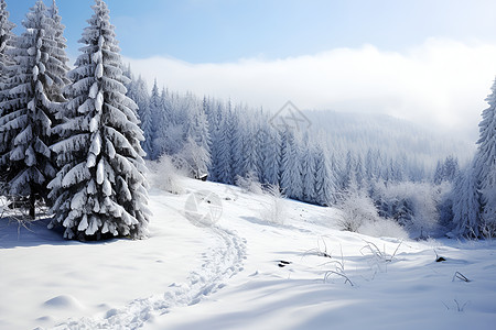 美丽的白雪丛林景观图片