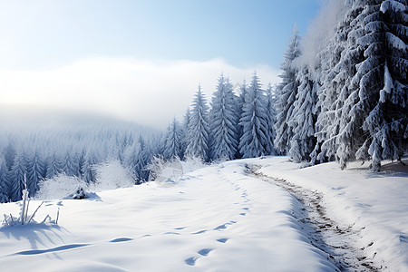 风景优美的冬季丛林景观图片