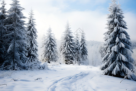 白雪皑皑的丛林景观背景图片