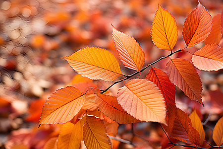 秋季公园中的落叶图片