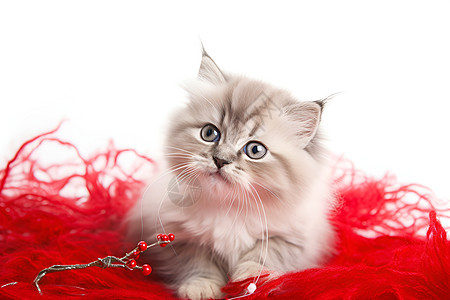 红色地毯中的猫咪背景图片