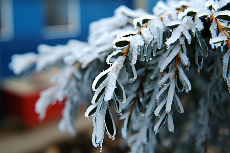 白雪皑皑的霜冻树枝背景图片