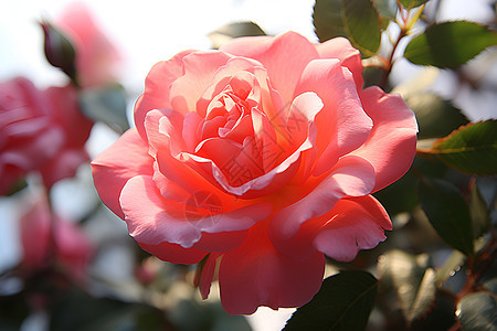 娇艳欲滴的玫瑰花花朵图片