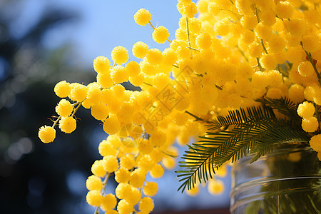 绽放的黄色花朵图片
