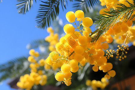 细枝上绽放的黄色花朵图片