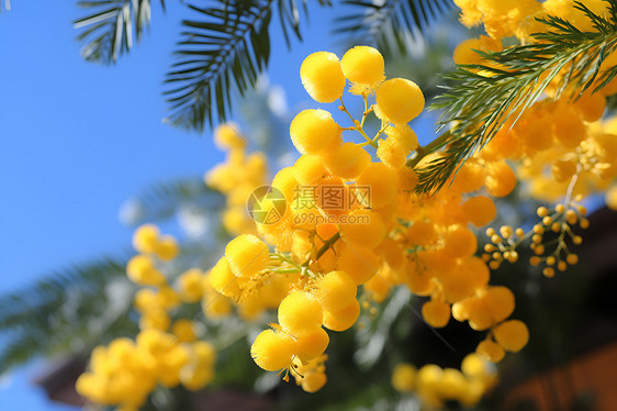 细枝上绽放的黄色花朵图片