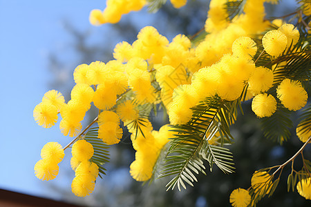 细枝上的黄色花朵背景图片