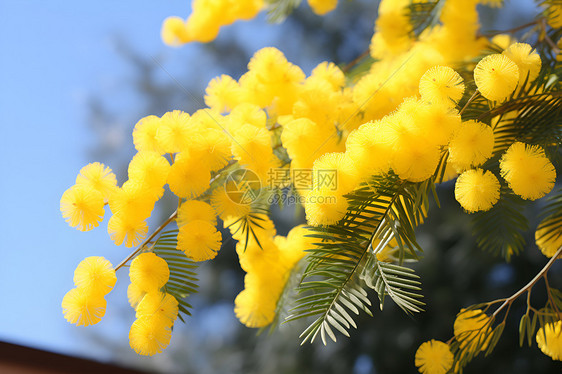 细枝上的黄色花朵图片