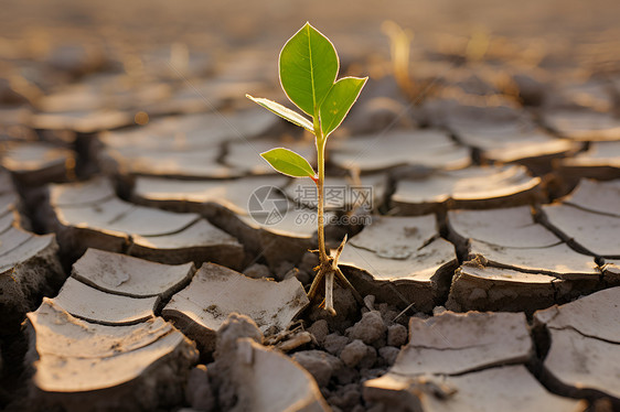 户外旱地土壤里面的植物图片