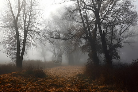 森林草丛晨雾中的森林背景