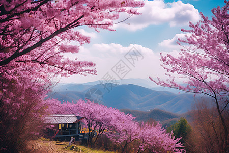 满山花春季满山樱花的美丽景观背景