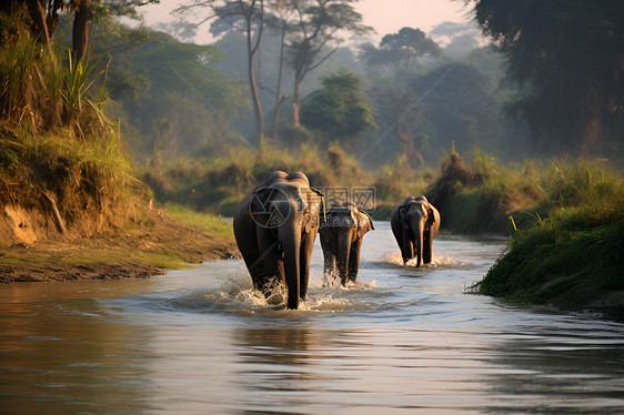 大象在河流中行走图片