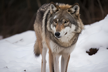冬季户外的狼背景图片