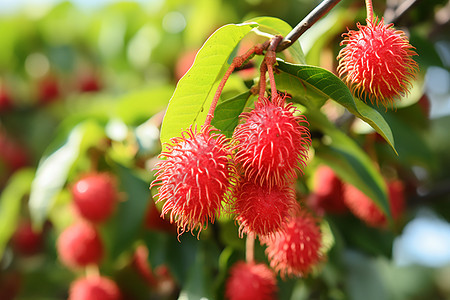 红毛丹果园中的成熟果实图片
