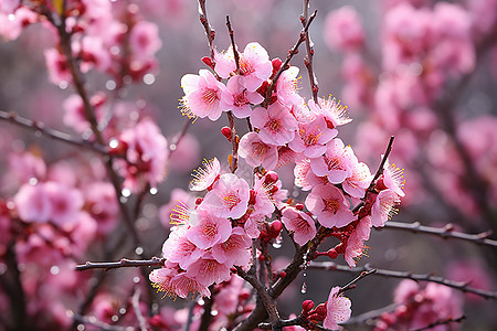 花园中绽放的樱花花朵图片