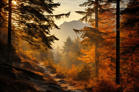 风景优美的秋季丛林景观背景图片