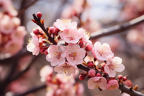 花园中绽放的樱花花朵图片