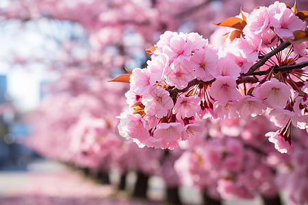 户外树枝上盛开的樱花图片