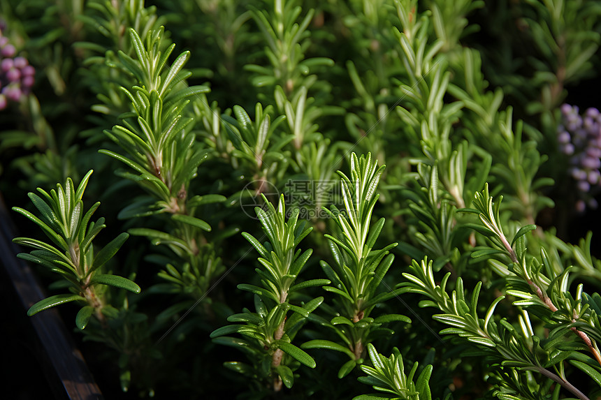 芳香的植物图片