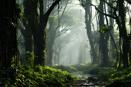 雨林之旅图片