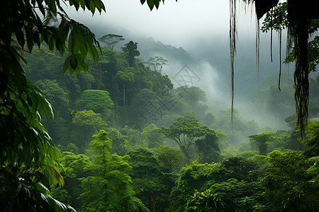 丛林cs神秘的雨林背景