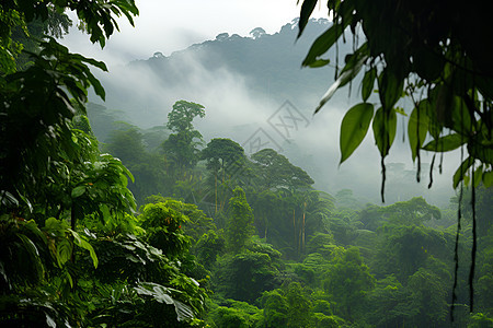 翠绿迷雾森林背景图片