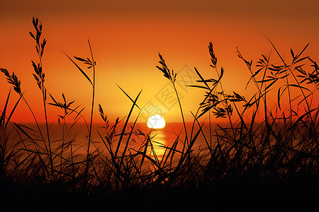 黄昏时芦苇塘的美丽景观背景图片