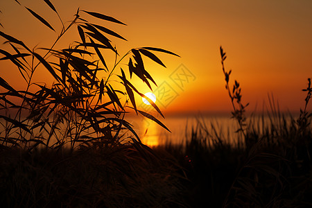 芦苇黄昏湖畔日落的美丽景观背景