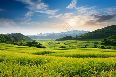 乡村农业种植的水稻田高清图片